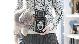 person carrying vintage camera and gray and tan Havanese HD wallpaper